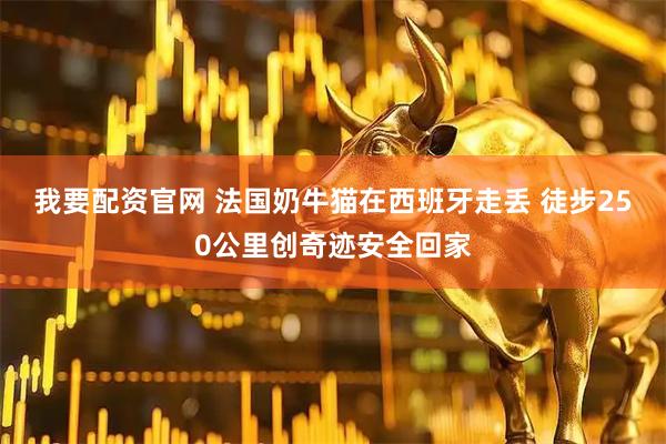 我要配资官网 法国奶牛猫在西班牙走丢 徒步250公里创奇迹安全回家